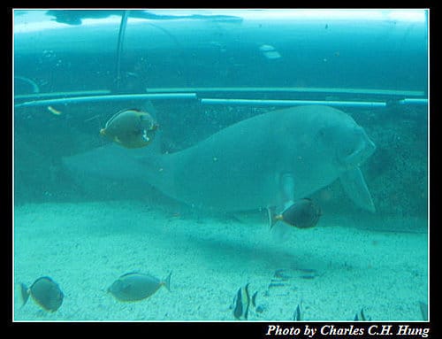 東澳好事多–Day 7–Sydney Aquarium - 第1張圖 東澳好事多–Day 7–Sydney Aquarium