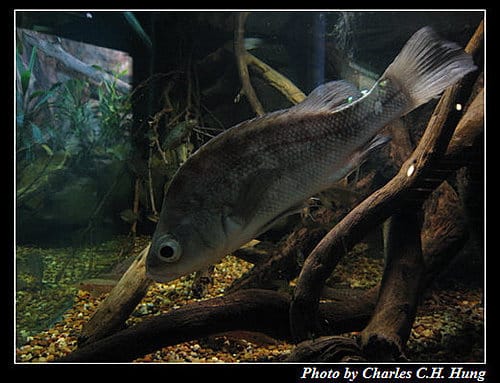 東澳好事多–Day 7–Sydney Aquarium - 第9張圖 東澳好事多–Day 7–Sydney Aquarium