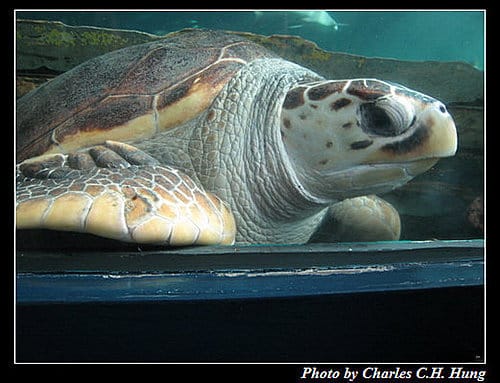 東澳好事多–Day 7–Sydney Aquarium - 第39張圖 東澳好事多–Day 7–Sydney Aquarium