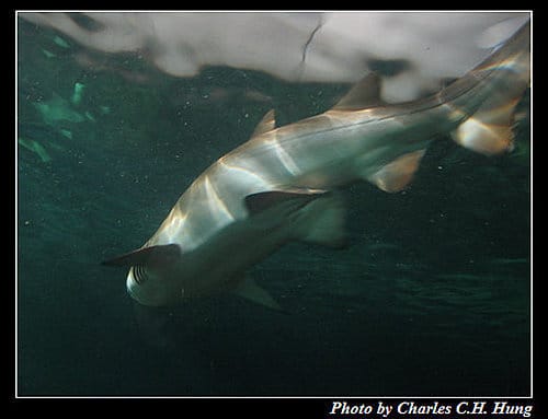 東澳好事多–Day 7–Sydney Aquarium - 第34張圖 東澳好事多–Day 7–Sydney Aquarium