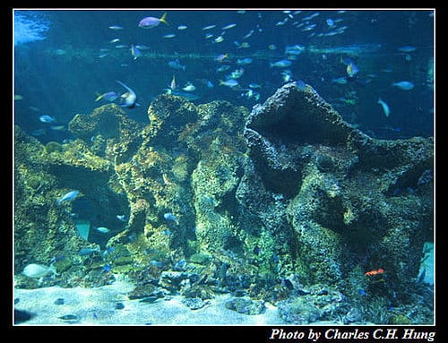 東澳好事多–Day 7–Sydney Aquarium - 第45張圖 東澳好事多–Day 7–Sydney Aquarium