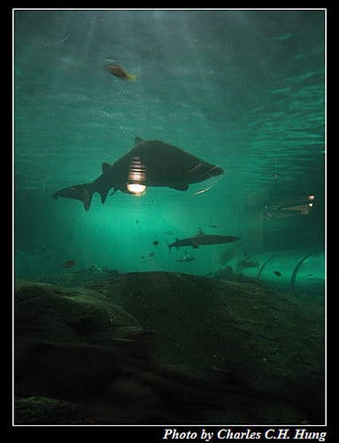 東澳好事多–Day 7–Sydney Aquarium - 第33張圖 東澳好事多–Day 7–Sydney Aquarium