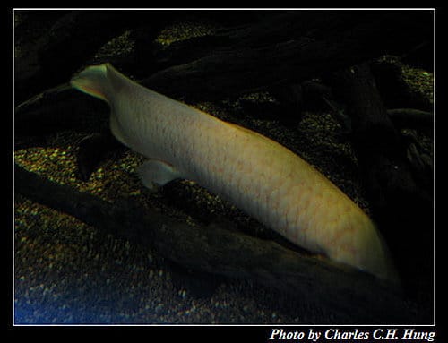 東澳好事多–Day 7–Sydney Aquarium - 第15張圖 東澳好事多–Day 7–Sydney Aquarium
