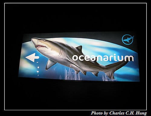 東澳好事多–Day 7–Sydney Aquarium - 第31張圖 東澳好事多–Day 7–Sydney Aquarium