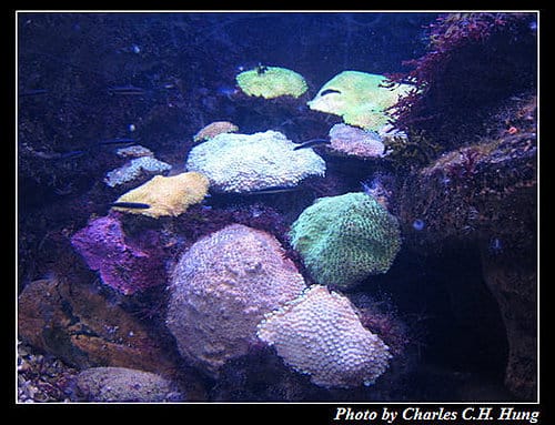 東澳好事多–Day 7–Sydney Aquarium - 第16張圖 東澳好事多–Day 7–Sydney Aquarium