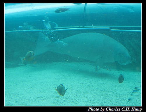 東澳好事多–Day 7–Sydney Aquarium - 第26張圖 東澳好事多–Day 7–Sydney Aquarium