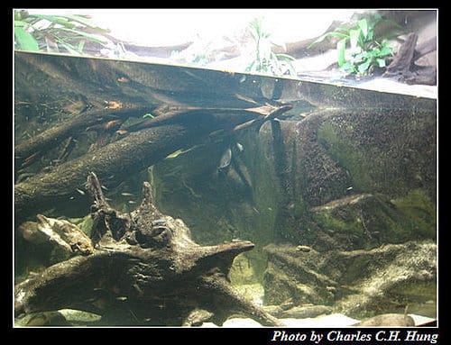 東澳好事多–Day 7–Sydney Aquarium - 第6張圖 東澳好事多–Day 7–Sydney Aquarium