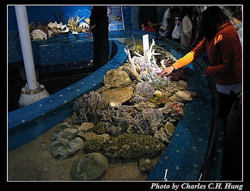東澳好事多–Day 7–Sydney Aquarium - 第41張圖 東澳好事多–Day 7–Sydney Aquarium