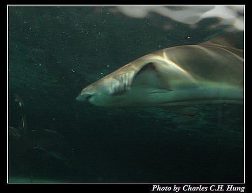 東澳好事多–Day 7–Sydney Aquarium - 第35張圖 東澳好事多–Day 7–Sydney Aquarium