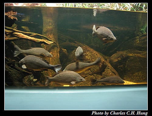 東澳好事多–Day 7–Sydney Aquarium - 第11張圖 東澳好事多–Day 7–Sydney Aquarium