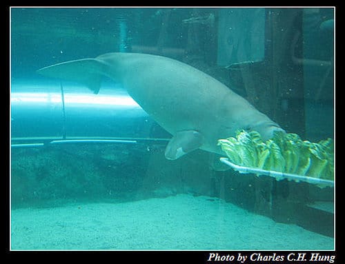 東澳好事多–Day 7–Sydney Aquarium - 第28張圖 東澳好事多–Day 7–Sydney Aquarium