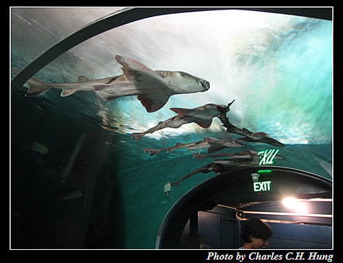 東澳好事多–Day 7–Sydney Aquarium - 第37張圖 東澳好事多–Day 7–Sydney Aquarium