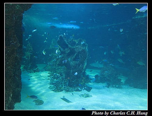 東澳好事多–Day 7–Sydney Aquarium - 第44張圖 東澳好事多–Day 7–Sydney Aquarium