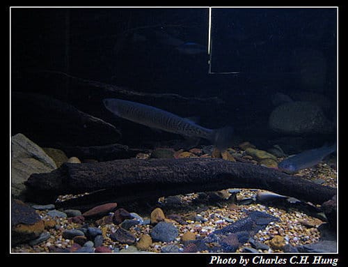 東澳好事多–Day 7–Sydney Aquarium - 第10張圖 東澳好事多–Day 7–Sydney Aquarium