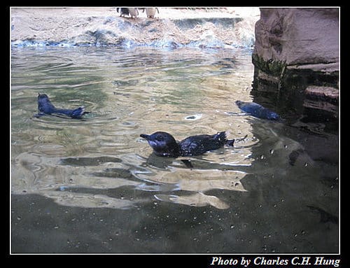 東澳好事多–Day 7–Sydney Aquarium - 第20張圖 東澳好事多–Day 7–Sydney Aquarium