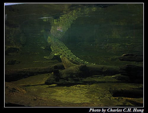 東澳好事多–Day 7–Sydney Aquarium - 第13張圖 東澳好事多–Day 7–Sydney Aquarium
