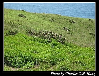 澎湖望安–望安嶼環島旅遊 - 第16張圖 澎湖望安–望安嶼環島旅遊