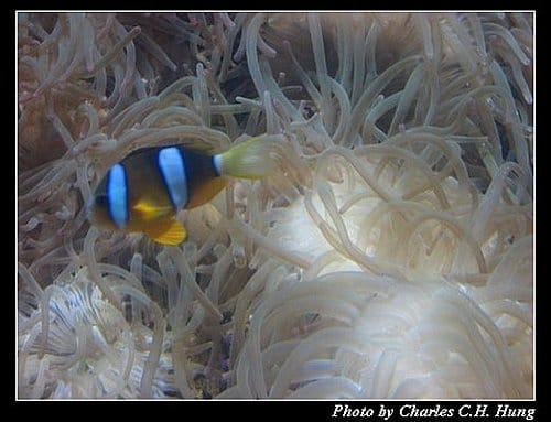 澎湖白沙–澎湖水族館 - 第14張圖 澎湖白沙–澎湖水族館