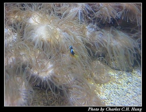 澎湖白沙–澎湖水族館 - 第13張圖 澎湖白沙–澎湖水族館