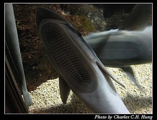 澎湖白沙–澎湖水族館 - 第37張圖 澎湖白沙–澎湖水族館