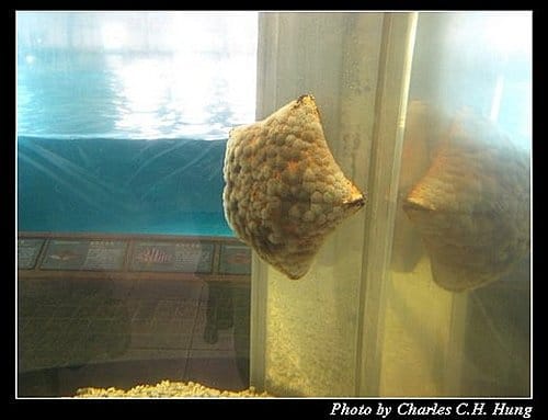 澎湖白沙–澎湖水族館 - 第49張圖 澎湖白沙–澎湖水族館