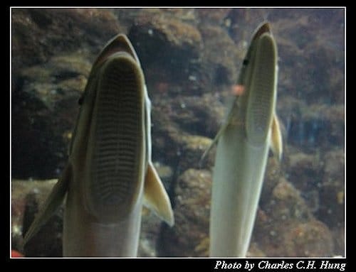 澎湖白沙–澎湖水族館 - 第38張圖 澎湖白沙–澎湖水族館