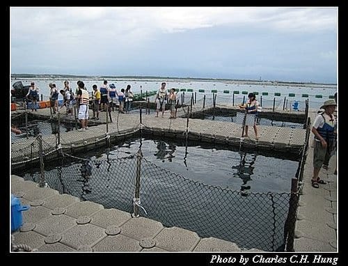 澎湖馬公–海洋牧場