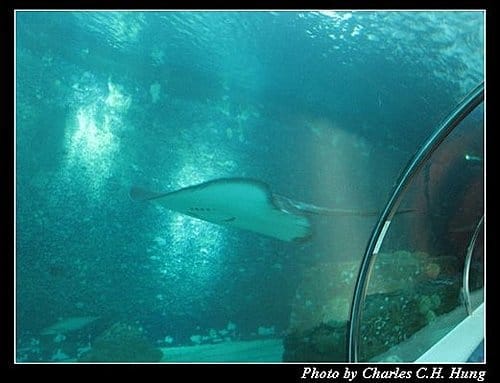 澎湖白沙–澎湖水族館 - 第32張圖 澎湖白沙–澎湖水族館