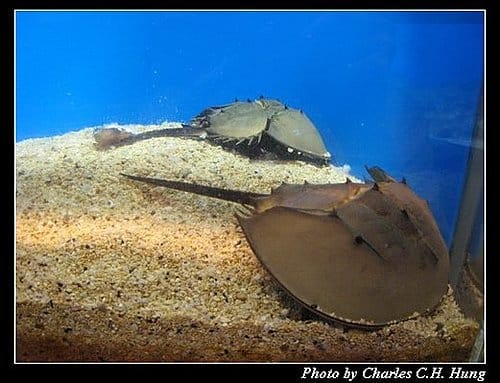 澎湖白沙–澎湖水族館 - 第20張圖 澎湖白沙–澎湖水族館