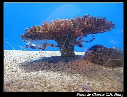 澎湖白沙–澎湖水族館 - 第25張圖 澎湖白沙–澎湖水族館
