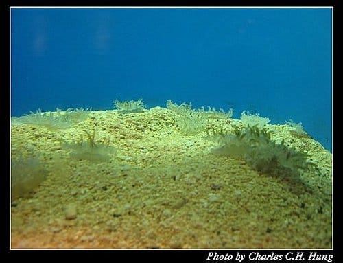 澎湖白沙–澎湖水族館 - 第16張圖 澎湖白沙–澎湖水族館