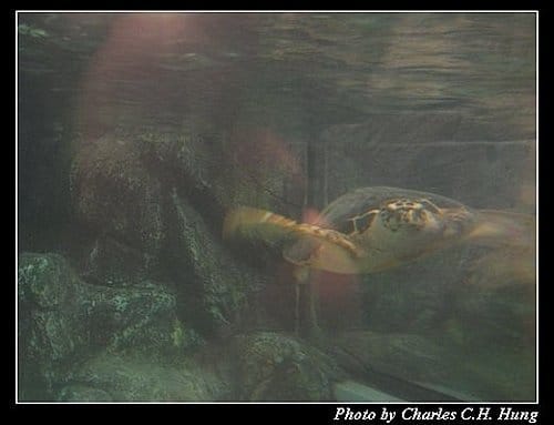 澎湖白沙–澎湖水族館 - 第6張圖 澎湖白沙–澎湖水族館