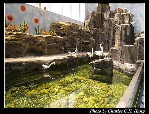 澎湖白沙–澎湖水族館 - 第11張圖 澎湖白沙–澎湖水族館