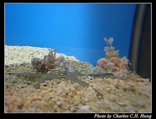 澎湖白沙–澎湖水族館 - 第24張圖 澎湖白沙–澎湖水族館