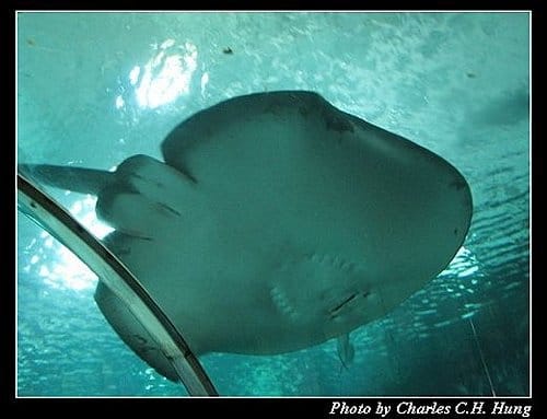 澎湖白沙–澎湖水族館 - 第33張圖 澎湖白沙–澎湖水族館