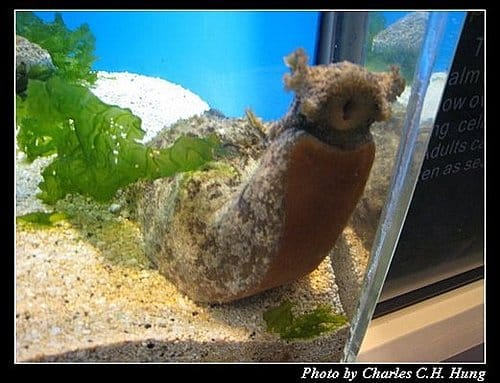 澎湖白沙–澎湖水族館 - 第17張圖 澎湖白沙–澎湖水族館