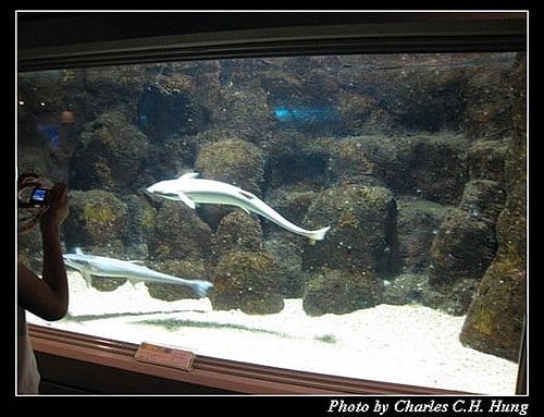 澎湖白沙–澎湖水族館 - 第39張圖 澎湖白沙–澎湖水族館