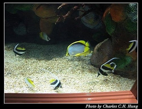 澎湖白沙–澎湖水族館 - 第28張圖 澎湖白沙–澎湖水族館