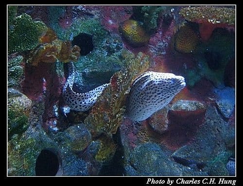 澎湖白沙–澎湖水族館 - 第30張圖 澎湖白沙–澎湖水族館