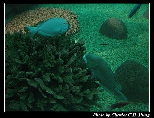 澎湖白沙–澎湖水族館 - 第22張圖 澎湖白沙–澎湖水族館