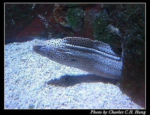 澎湖白沙–澎湖水族館 - 第29張圖 澎湖白沙–澎湖水族館