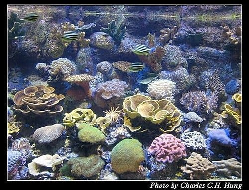 澎湖白沙–澎湖水族館 - 第27張圖 澎湖白沙–澎湖水族館