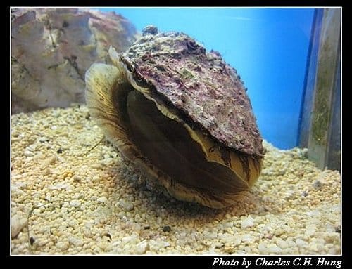 澎湖白沙–澎湖水族館 - 第19張圖 澎湖白沙–澎湖水族館
