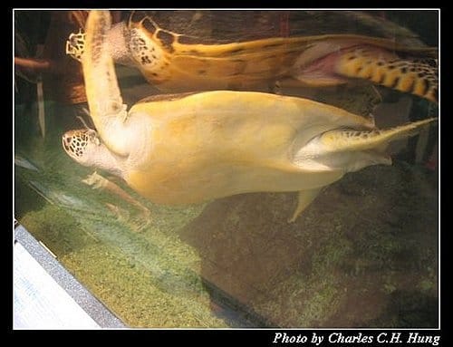 澎湖白沙–澎湖水族館 - 第7張圖 澎湖白沙–澎湖水族館