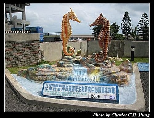 澎湖白沙–澎湖水族館 - 第56張圖 澎湖白沙–澎湖水族館