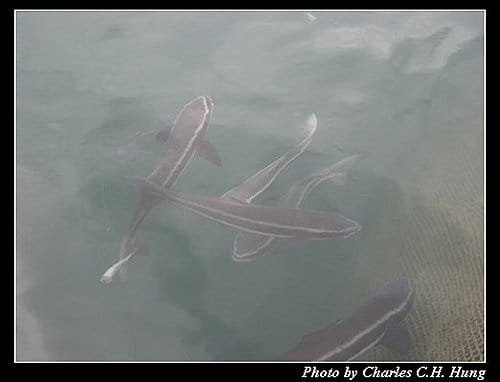 澎湖馬公–海洋牧場