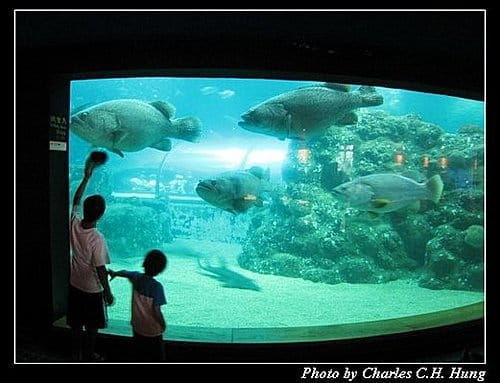澎湖白沙–澎湖水族館 - 第40張圖 澎湖白沙–澎湖水族館