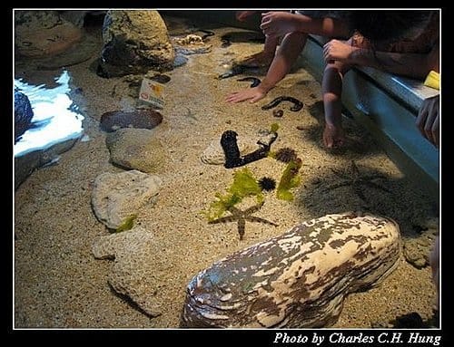澎湖白沙–澎湖水族館 - 第41張圖 澎湖白沙–澎湖水族館