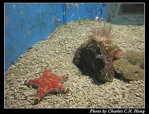 澎湖白沙–澎湖水族館 - 第51張圖 澎湖白沙–澎湖水族館