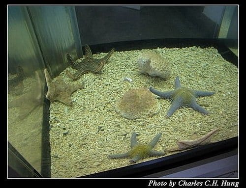 澎湖白沙–澎湖水族館 - 第48張圖 澎湖白沙–澎湖水族館
